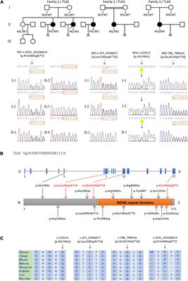 Identification of Novel Biallelic TLE6 Variants in Female Infertility With Preimplantation Embryonic Lethality